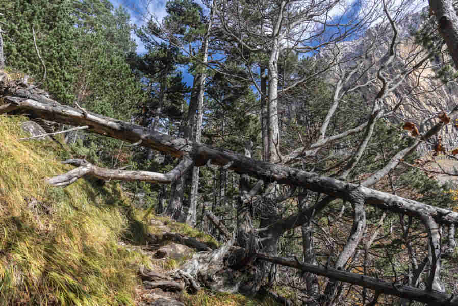 Huesca - parque nacional de Ordesa y Monte Perdido - valle de Ordesa 107 - faja Racon.jpg